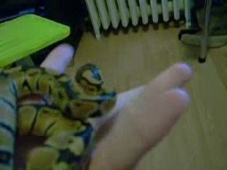 Nouvelle Créature🌟