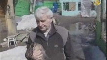 Редкий вид гусей возвращают в среду обитания на Камчатке