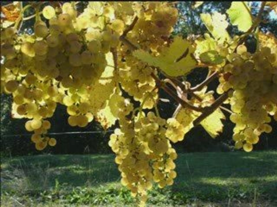 Lo temps de las vrenhas