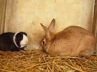 Lapin et Cochon d'inde