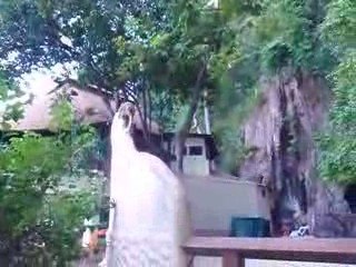Descente des singes Krabi thailande