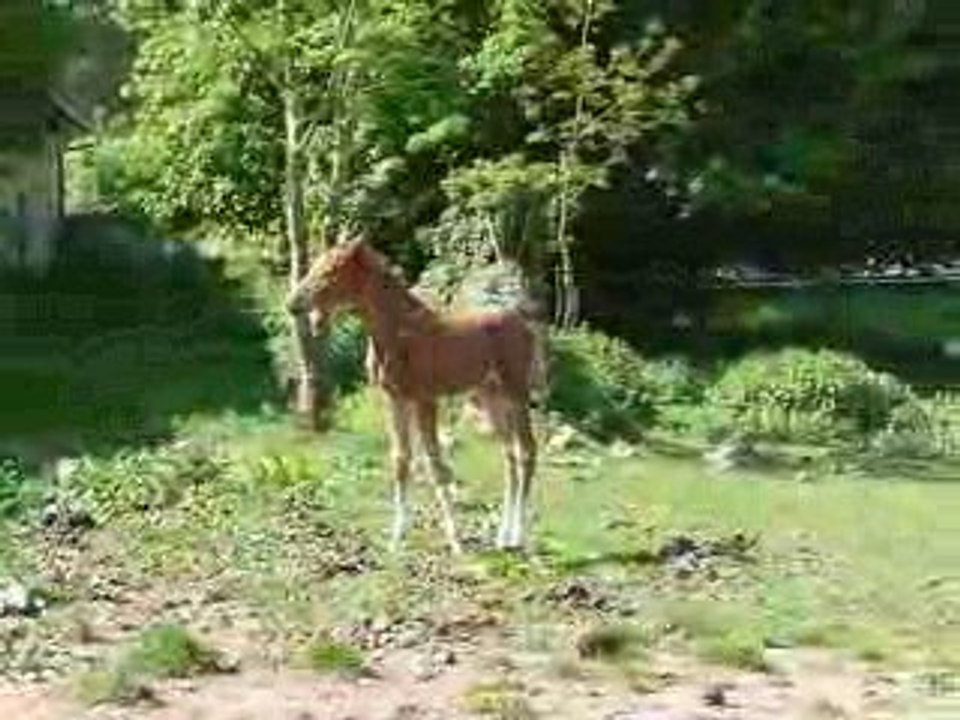 Velvet K des Coudrets 14 jrs