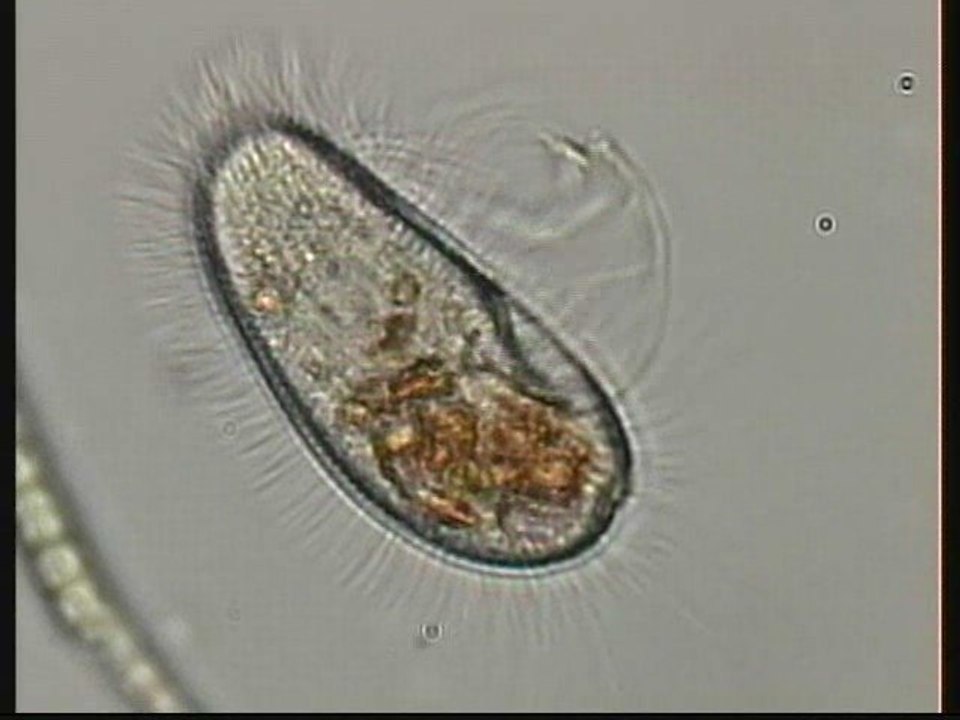PLEURONEMA CORONATUM