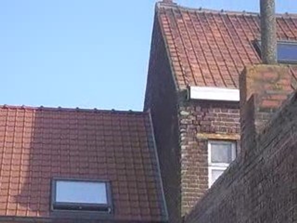 Oiseaux 1