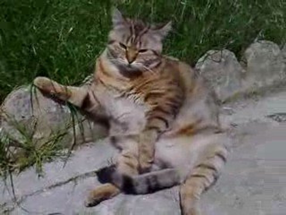 Chat Cool raoul