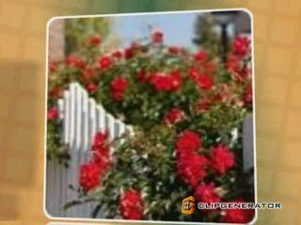 Valentine Roses