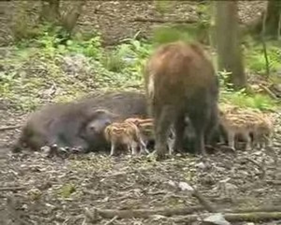 SANGLIERS TRES JEUNES MARCASSINS AVEC LA LAIE