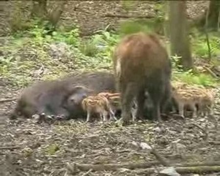 SANGLIERS TRES JEUNES MARCASSINS AVEC LA LAIE