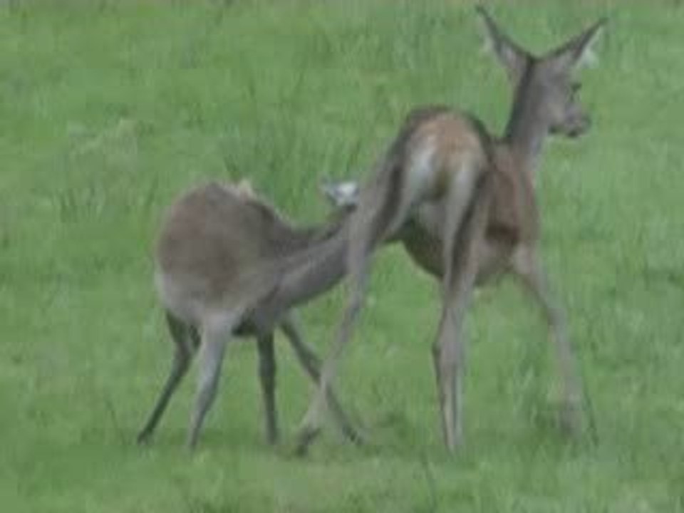 ALLAITEMENT BICHE FAON FAUNE SAUVAGE FORET DE WALLONIE