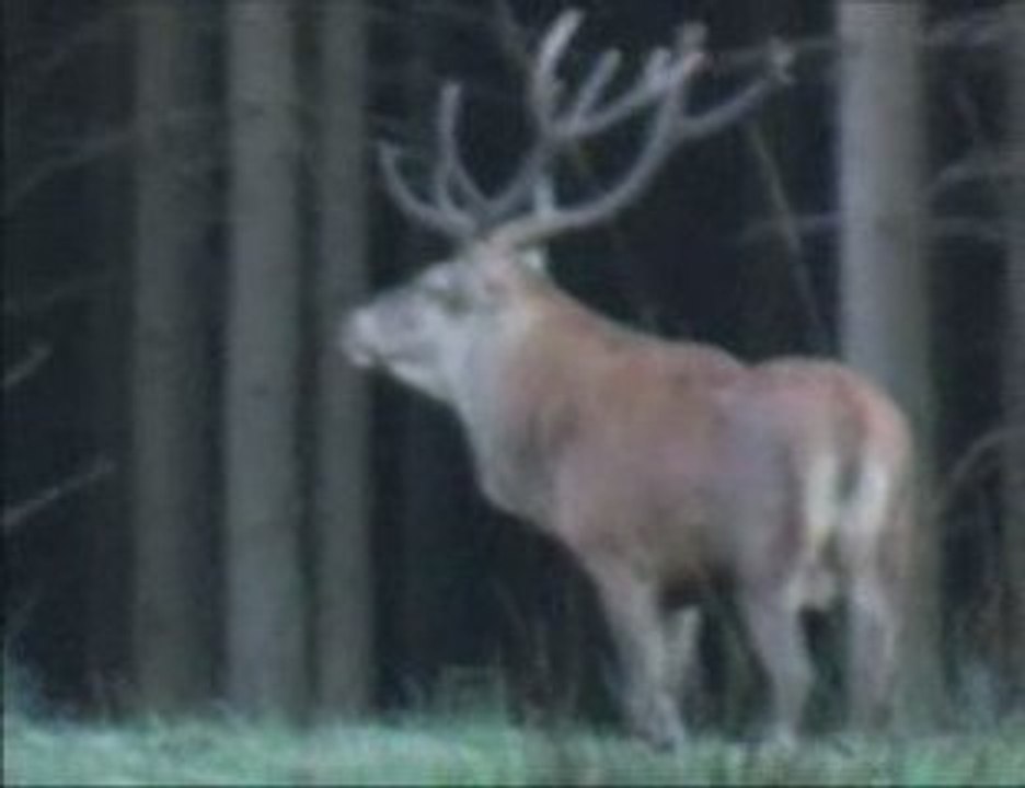 BRAME CERF FORET DE WALLONIE