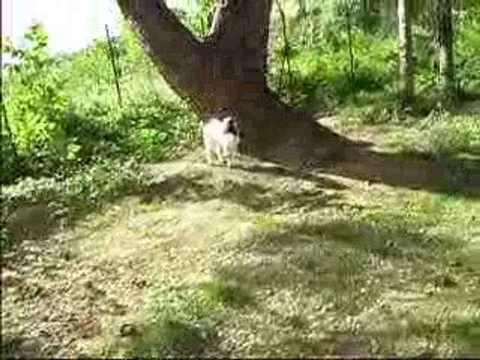 un clin d'oeil : "Tropik , le dernier protégé des barzoïs