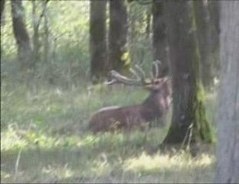 BRAME D'UN JEUNE CERF EN FORÊT ROYALE BELGE