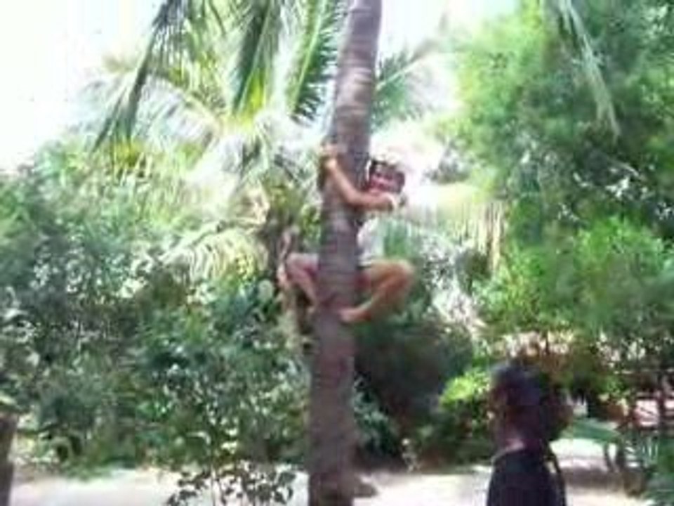 Colleen cocotier mai 2009 109