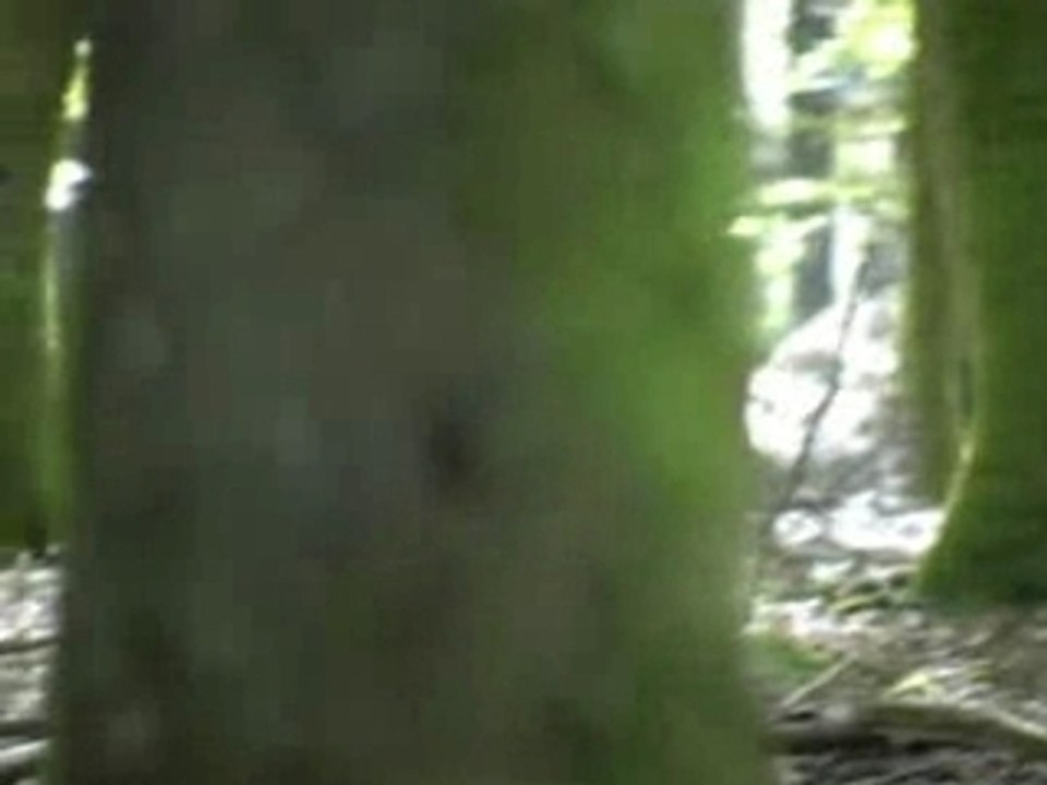 CERF EN MOUVEMENT A LA RECHERCHE DE BICHES PENDANT LE BRAME