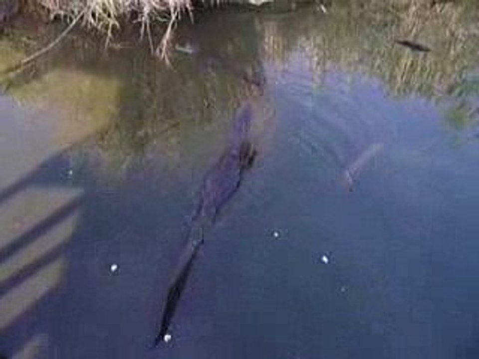 Alligators dans les everglades