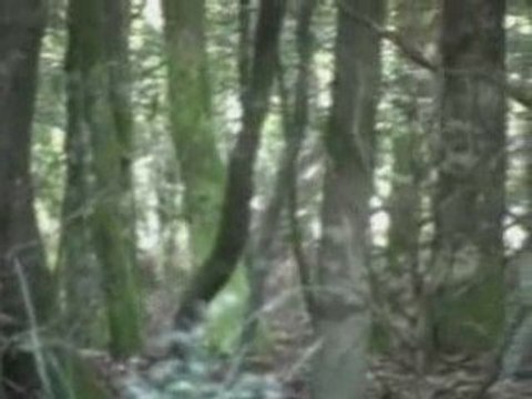 HARDE BICHES AVEC CERF