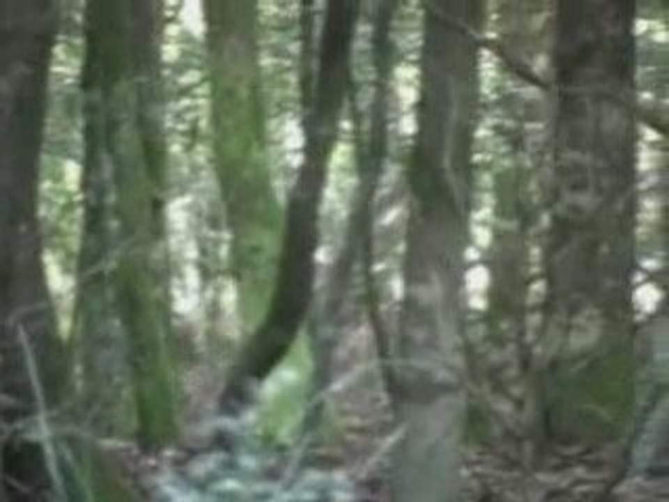 HARDE BICHES AVEC CERF