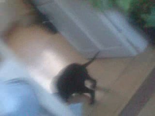 roxy le petit foufou