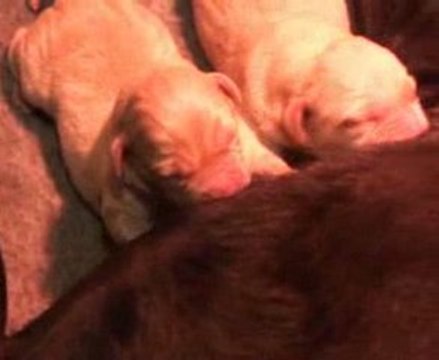 Portée Chiots Labradors à 2 jours