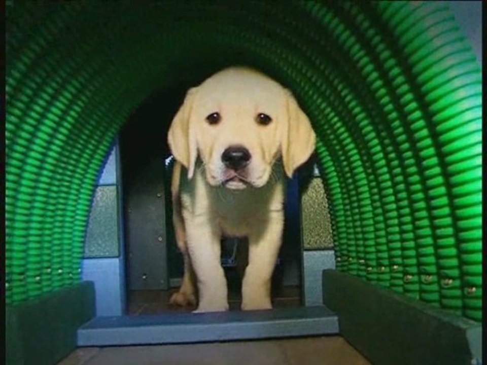 2005 - Rallye pour des Chiens