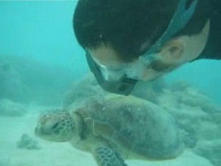 Snorkeling avec une tortue