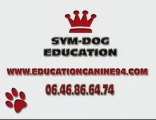 AMERICAN BULLY SYM-DOG EDUCATION