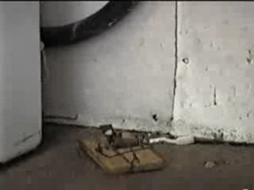 Lucky Mouse