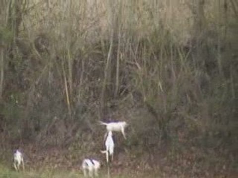 Extrait du brevet de chasse sur lièvre de Lauzerte