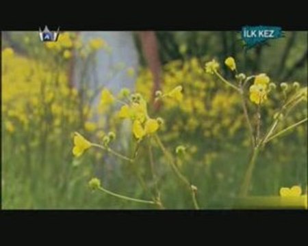 Volkan konak - Mimosa Çiçeği (2009)