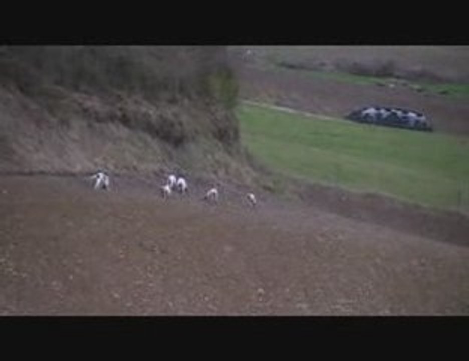 Nouvel extrait du brevet de chasse de Lauzerte