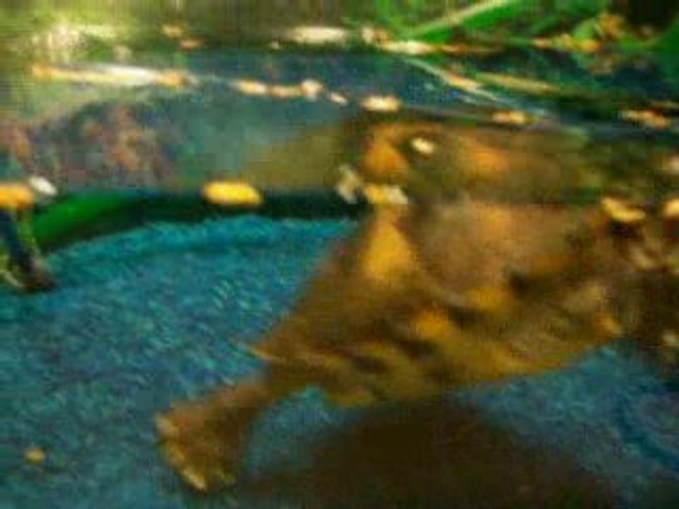 ma tortue chritophe