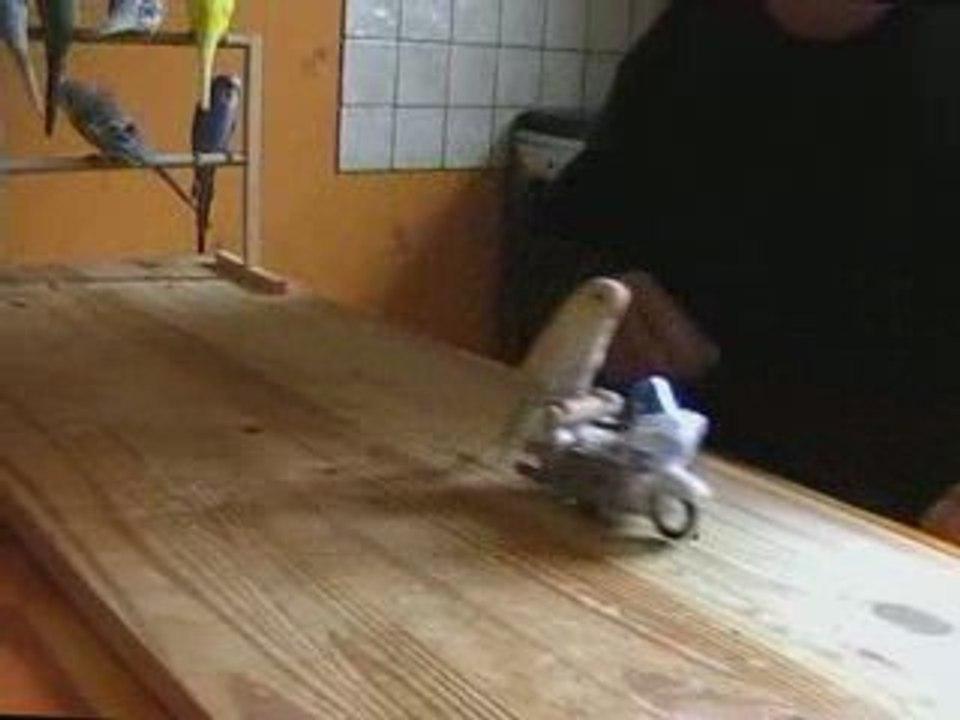 Répétition perruches