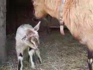 Cachou donne naissance à son 1er chevreau