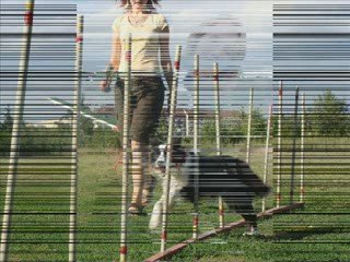 Agility, flyball - Cassidy, 14 month