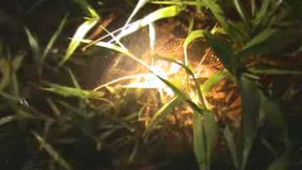 a la recherche du caiman noir 1