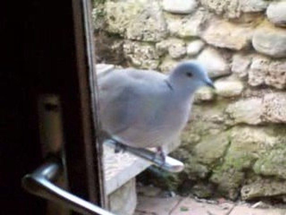 COLOMBE SUR LA POINGEE