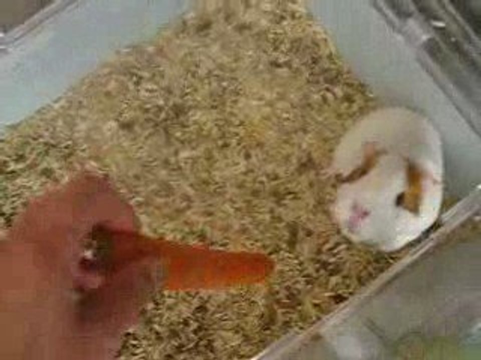 pupuce et la carotte