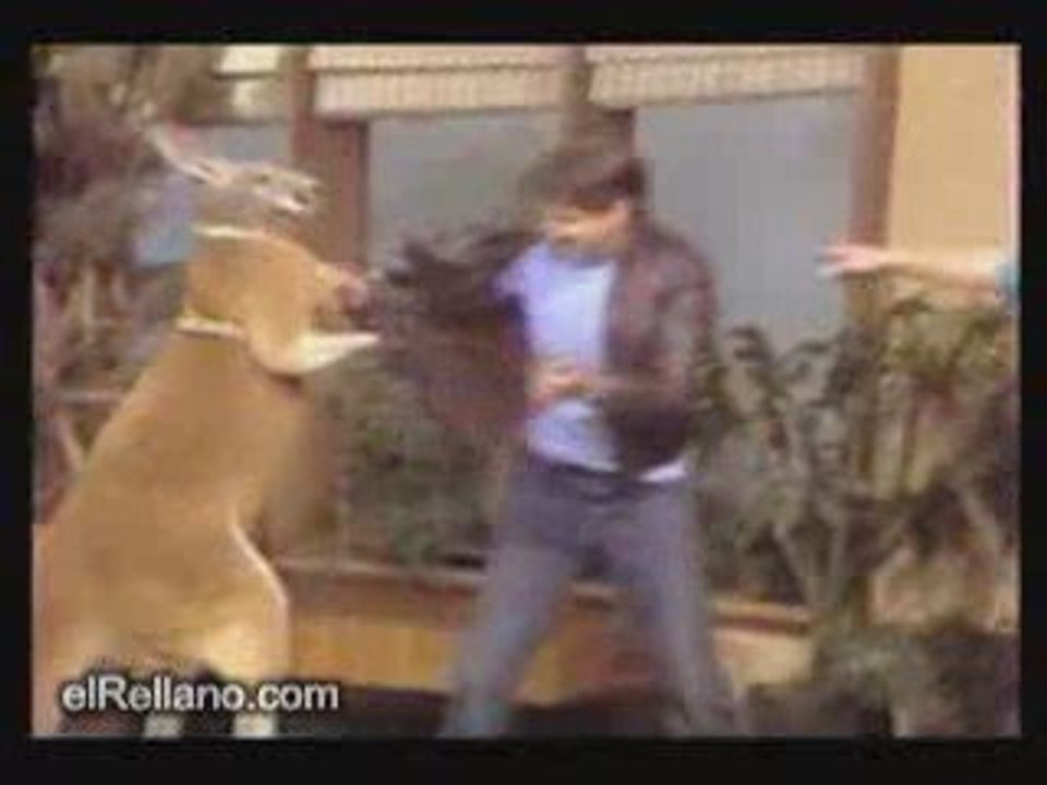 kangaroo qui nique tous le monde