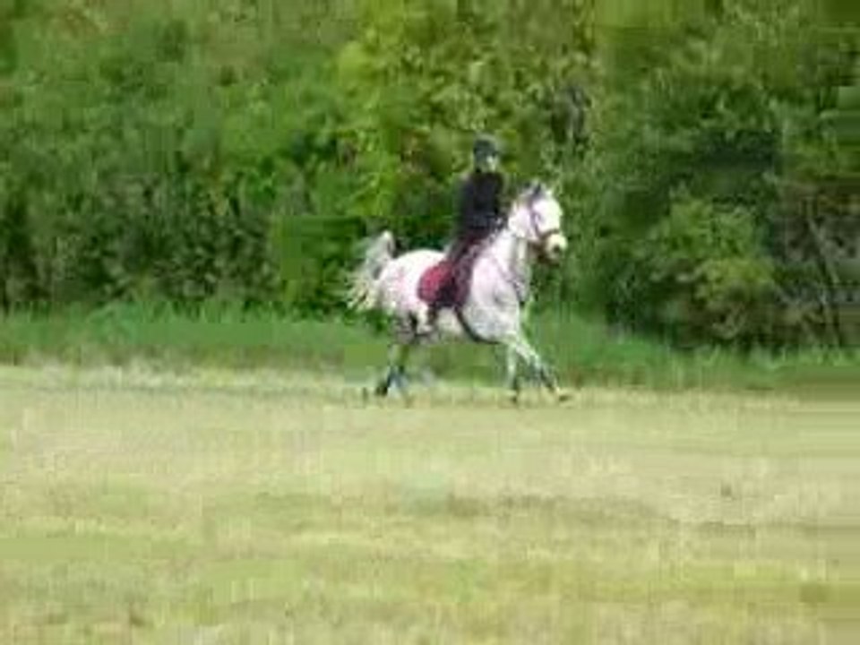 Galop liiibre