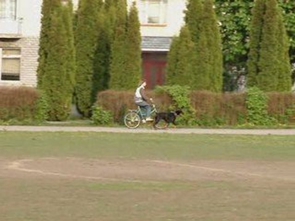 Velodog