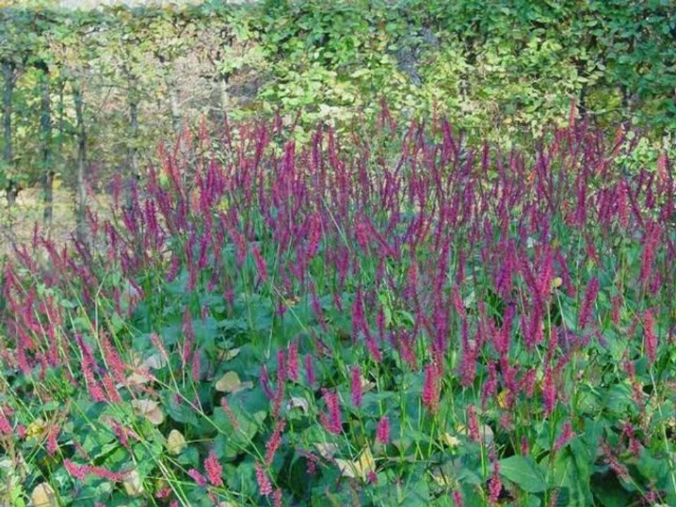 Blumenbänder