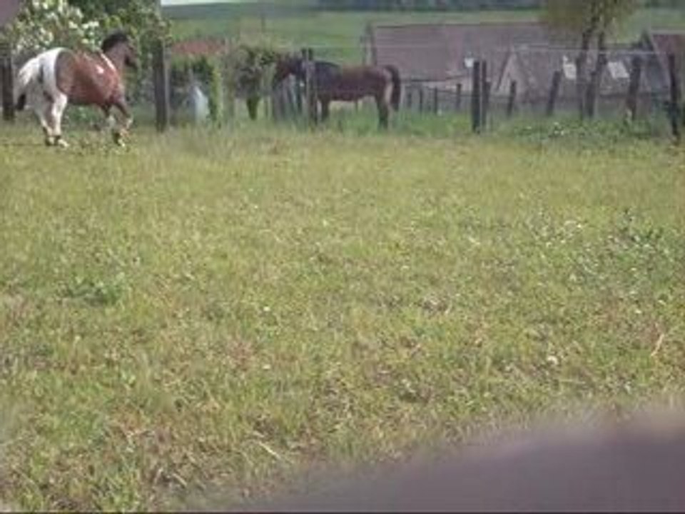 1ère Séance de Longe Part 2