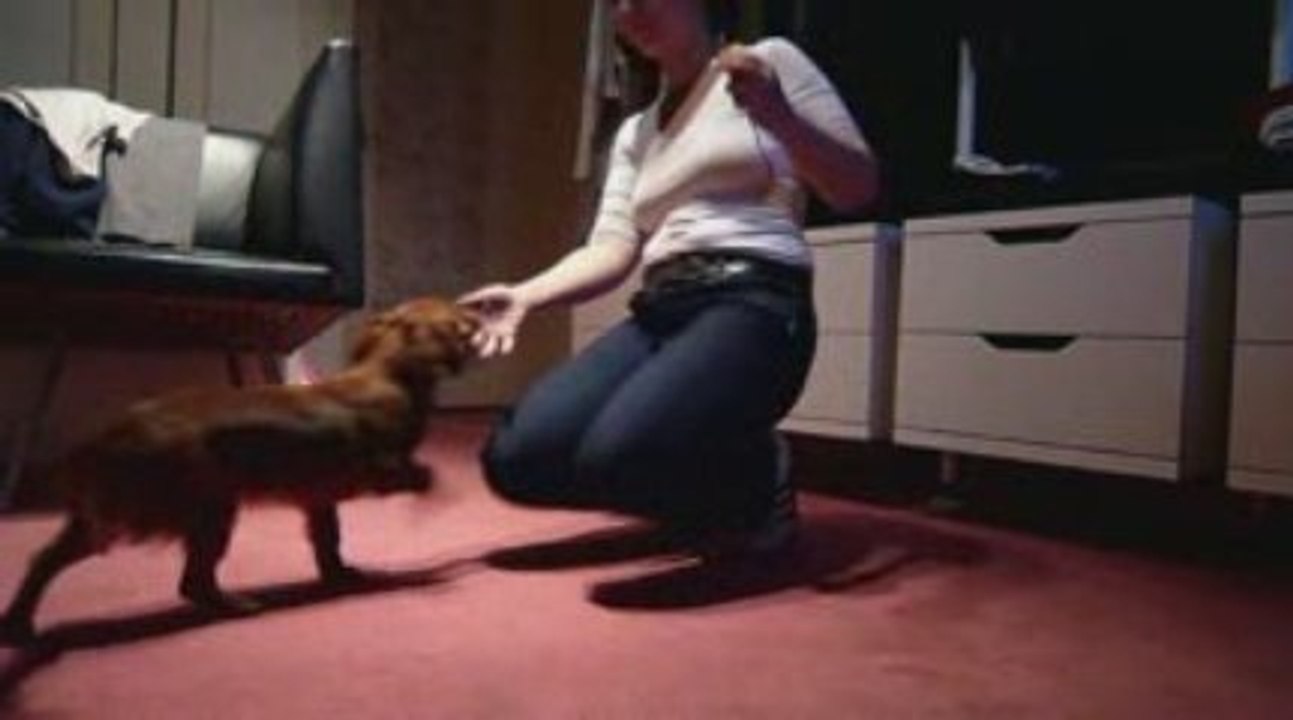 Marche au pied - clicker training