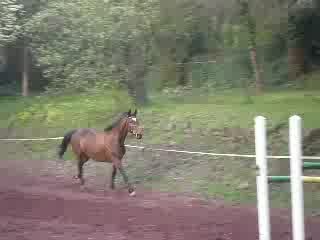 Ocean saut en liberté