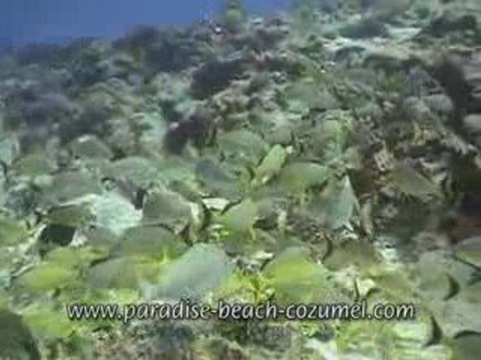 Paradise Beach Cozumel Tours