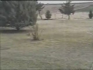 bu tavşan delirmiş komedi