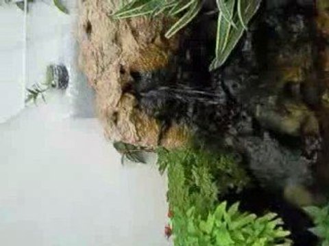 la serre aaux papillons