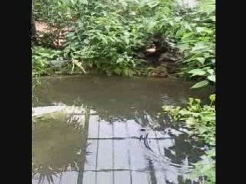 Le parc floral serre aux papillons.....