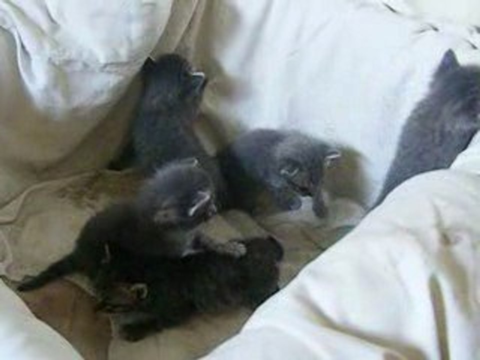 1ers jeux des chatons