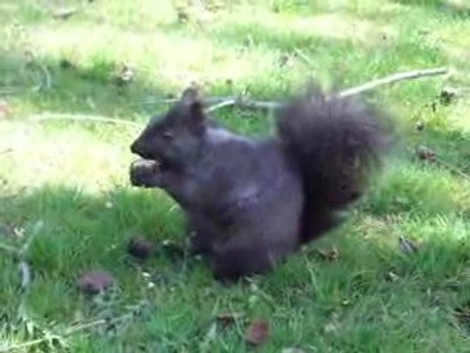 Petit ecureuil en train de manger